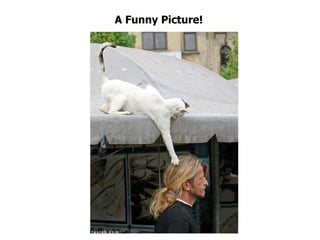 A Funny Picture! 