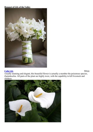 Bouquet of Lily of the Valley

Calla Lily
While
visually stunning and elegant, this beautiful flower is actually a member the poisonous species,
Zantedeschia. All parts of the plant are highly toxic, with the capability to kill livestock and
children.

 