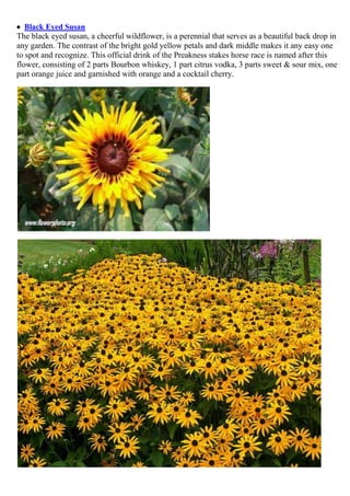  Black Eyed Susan
The black eyed susan, a cheerful wildflower, is a perennial that serves as a beautiful back drop in
any garden. The contrast of the bright gold yellow petals and dark middle makes it any easy one
to spot and recognize. This official drink of the Preakness stakes horse race is named after this
flower, consisting of 2 parts Bourbon whiskey, 1 part citrus vodka, 3 parts sweet & sour mix, one
part orange juice and garnished with orange and a cocktail cherry.

 