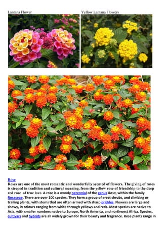 Lantana Flower

Yellow Lantana Flowers

Rose
Roses are one of the most romantic and wonderfully scented of flowers. The giving of roses
is steeped in tradition and cultural meaning, from the yellow rose of friendship to the deep
red rose of true love. A rose is a woody perennial of the genus Rosa, within the family
Rosaceae. There are over 100 species. They form a group of erect shrubs, and climbing or
trailing plants, with stems that are often armed with sharp prickles. Flowers are large and
showy, in colours ranging from white through yellows and reds. Most species are native to
Asia, with smaller numbers native to Europe, North America, and northwest Africa. Species,
cultivars and hybrids are all widely grown for their beauty and fragrance. Rose plants range in

 