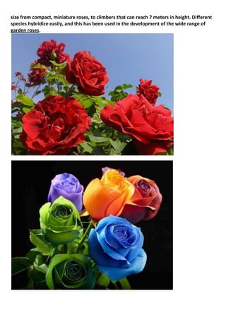 size from compact, miniature roses, to climbers that can reach 7 meters in height. Different
species hybridize easily, and this has been used in the development of the wide range of
garden roses.

 