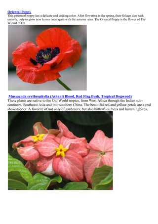 Oriental Poppy
This perennial poppy has a delicate and striking color. After flowering in the spring, their foliage dies back
entirely, only to grow new leaves once again with the autumn rains. The Oriental Poppy is the flower of The
Wizard of Oz.

Mussaenda erythrophylla (Ashanti Blood, Red Flag Bush, Tropical Dogwood)
These plants are native to the Old World tropics, from West Africa through the Indian subcontinent, Southeast Asia and into southern China. The beautiful red and yellow petals are a real
showstopper. A favorite of not only of gardeners, but also butterflies, bees and hummingbirds.

 