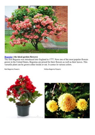 Begonia ( the ideal garden flowers)
The first Begonia was introduced into England in 1777. Now one of the most popular flowers
grown in the United States, Begonias are prized for their flowers as well as their leaves. This
versatile plant can be grown either inside or out. It comes in various colors.
Red Begonia Flowers

Yellow Begonia Flowers

 