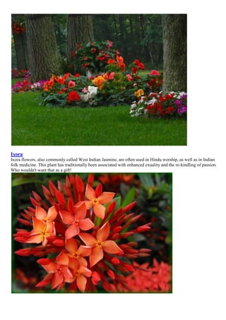 Ixora
Ixora flowers, also commonly called West Indian Jasmine, are often used in Hindu worship, as well as in Indian
folk medicine. This plant has traditionally been associated with enhanced exuality and the re-kindling of passion.
Who wouldn't want that as a gift!

 