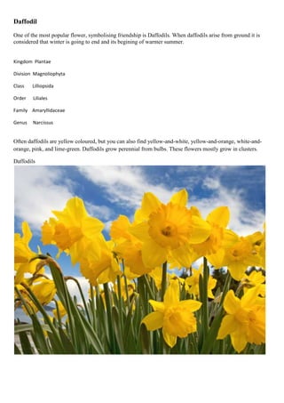 Daffodil
One of the most popular flower, symbolising friendship is Daffodils. When daffodils arise from ground it is
considered that winter is going to end and its begining of warmer summer.

Kingdom Plantae
Division Magnoliophyta
Class

Lilliopsida

Order

Liliales

Family Amaryllidaceae
Genus

Narcissus

Often daffodils are yellow coloured, but you can also find yellow-and-white, yellow-and-orange, white-andorange, pink, and lime-green. Daffodils grow perennial from bulbs. These flowers mostly grow in clusters.
Daffodils

 