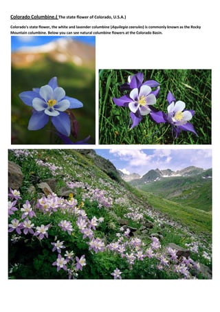 Colorado Columbine.( The state flower of Colorado, U.S.A.)
Colorado's state flower, the white and lavender columbine (Aquilegia caerules) is commonly known as the Rocky
Mountain columbine. Below you can see natural columbine flowers at the Colorado Basin.

 