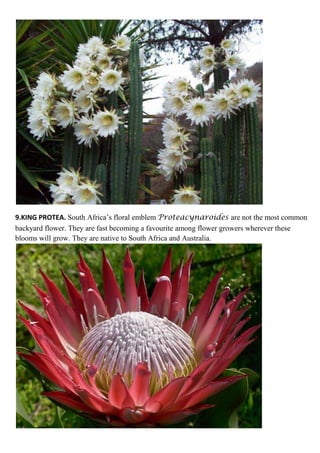 9.KING PROTEA. South Africa’s floral emblem Proteacynaroides are not the most common
backyard flower. They are fast becoming a favourite among flower growers wherever these
blooms will grow. They are native to South Africa and Australia.

 