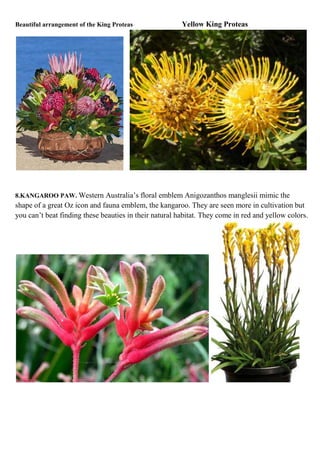 Beautiful arrangement of the King Proteas

Yellow King Proteas

8.KANGAROO PAW. Western Australia’s floral emblem Anigozanthos manglesii mimic the

shape of a great Oz icon and fauna emblem, the kangaroo. They are seen more in cultivation but
you can’t beat finding these beauties in their natural habitat. They come in red and yellow colors.

 