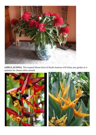 6.HELLACONIA. This tropical bloom from of South America will infuse any garden as it
splashes its vibrant colors around.

 