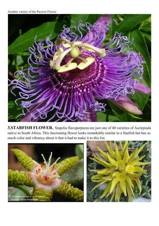 Another variety of the Passion Flower

3.STARFISH FLOWER. Stapelia flavopurpurea are just one of 40 varieties of Asclepiada
native to South Africa. This fascinating flower looks remarkably similar to a Starfish but has so
much color and vibrancy about it that it had to make it to this list.

 