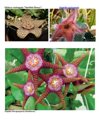 Orbeya varieagata "Starfish Flower"

Stapilia Flavopurpuria (Starflower)

Stapelia gariepensis

 
