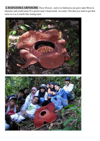 2. RAFLESSIA ARNOLDII. These flowers , native to Indonesia can grow upto 80cm in
diameter and could easily fit a grown man’s head inside its centre. Not that you want to get that
close to it as it smells like rotting meat.

 