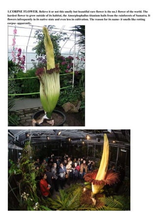1.CORPSE FLOWER. Believe it or not this smelly but beautiful rare flower is the no.1 flower of the world. The
hardest flower to grow outside of its habitat, the Amorphophallus titanium hails from the rainforests of Sumatra. It
flowers infrequently in its native state and even less in cultivation. The reason for its name- it smells like rotting
corpse- apparently.

 