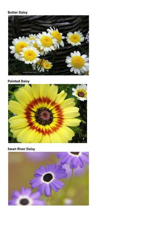 Butter Daisy

Painted Daisy

Swan River Daisy

 