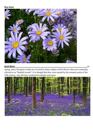 Blue Daisy

BLUE BELLS
In
spring, many European woods are covered by dense carpets of this flower; these are commonly
referred to as "bluebell woods". It is thought that they were named by the romantic poets of the
19th century, who felt they symbolized solitude and regret.

 