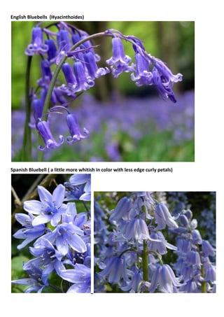 English Bluebells (Hyacinthoides)

Spanish Bluebell ( a little more whitish in color with less edge curly petals)

 