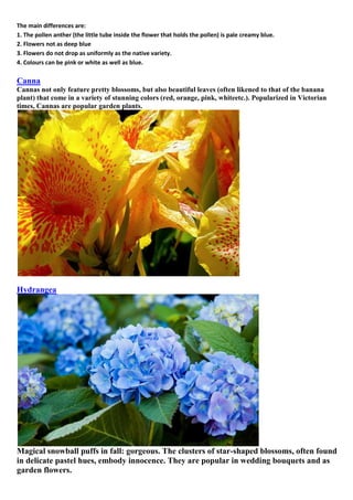 The main differences are:
1. The pollen anther (the little tube inside the flower that holds the pollen) is pale creamy blue.
2. Flowers not as deep blue
3. Flowers do not drop as uniformly as the native variety.
4. Colours can be pink or white as well as blue.

Canna
Cannas not only feature pretty blossoms, but also beautiful leaves (often likened to that of the banana
plant) that come in a variety of stunning colors (red, orange, pink, whiteetc.). Popularized in Victorian
times, Cannas are popular garden plants.

Hydrangea

Magical snowball puffs in fall: gorgeous. The clusters of star-shaped blossoms, often found
in delicate pastel hues, embody innocence. They are popular in wedding bouquets and as
garden flowers.

 