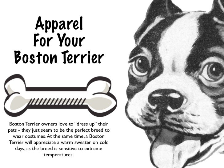 boston terrier cold