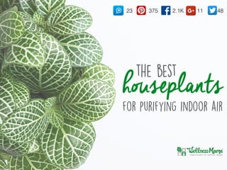 houseplants
2.1K37523 11 48
the best
for purifying indoor air
 
