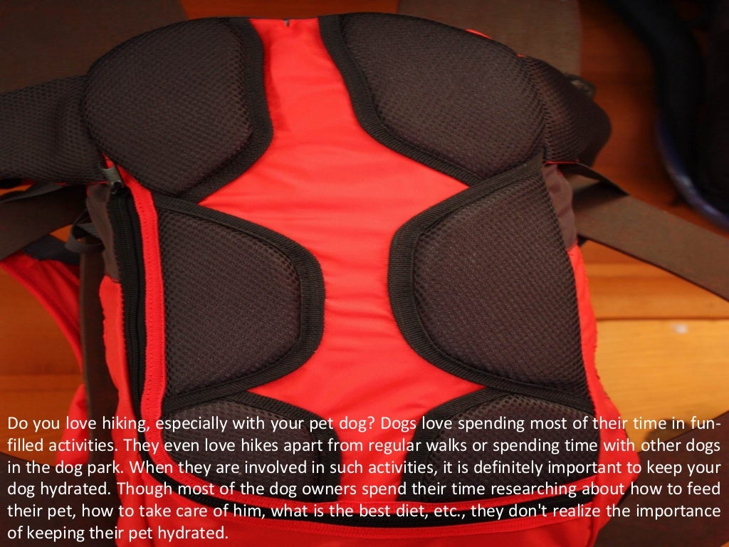 Best hydration pack for dogs