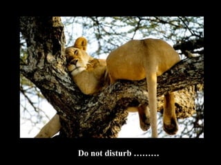 Do not disturb ……… 
