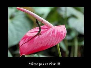Même pas en rêve !!! 