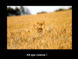 Ah que coucou ! 