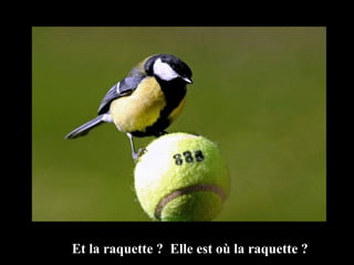Et la raquette ?  Elle est où la raquette ? 