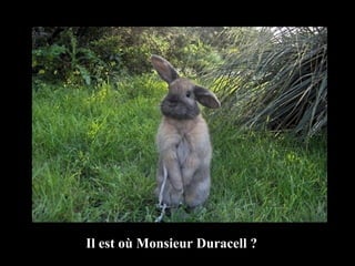 Il est où Monsieur Duracell ? 