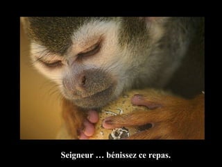 Seigneur … bénissez ce repas. 