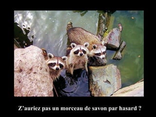 Z’auriez pas un morceau de savon par hasard ? 