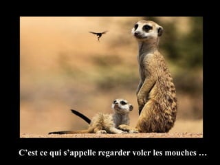 C’est ce qui s’appelle regarder voler les mouches … 