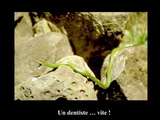 Un dentiste … vite ! 