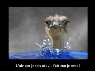 L’air con je suis née … l’air con je reste ! 