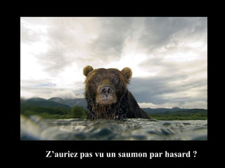 Z’auriez pas vu un saumon par hasard ? 