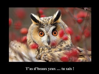T’as d’beaux yeux … tu sais ! 