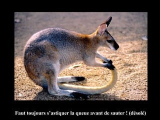 Faut toujours s’astiquer la queue avant de sauter ! (désolé) 