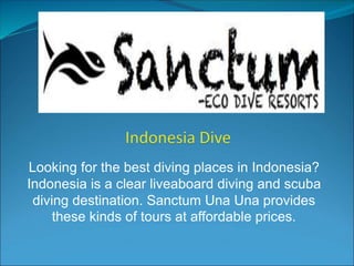 Looking for the best diving places in Indonesia?
Indonesia is a clear liveaboard diving and scuba
diving destination. Sanctum Una Una provides
these kinds of tours at affordable prices.
 