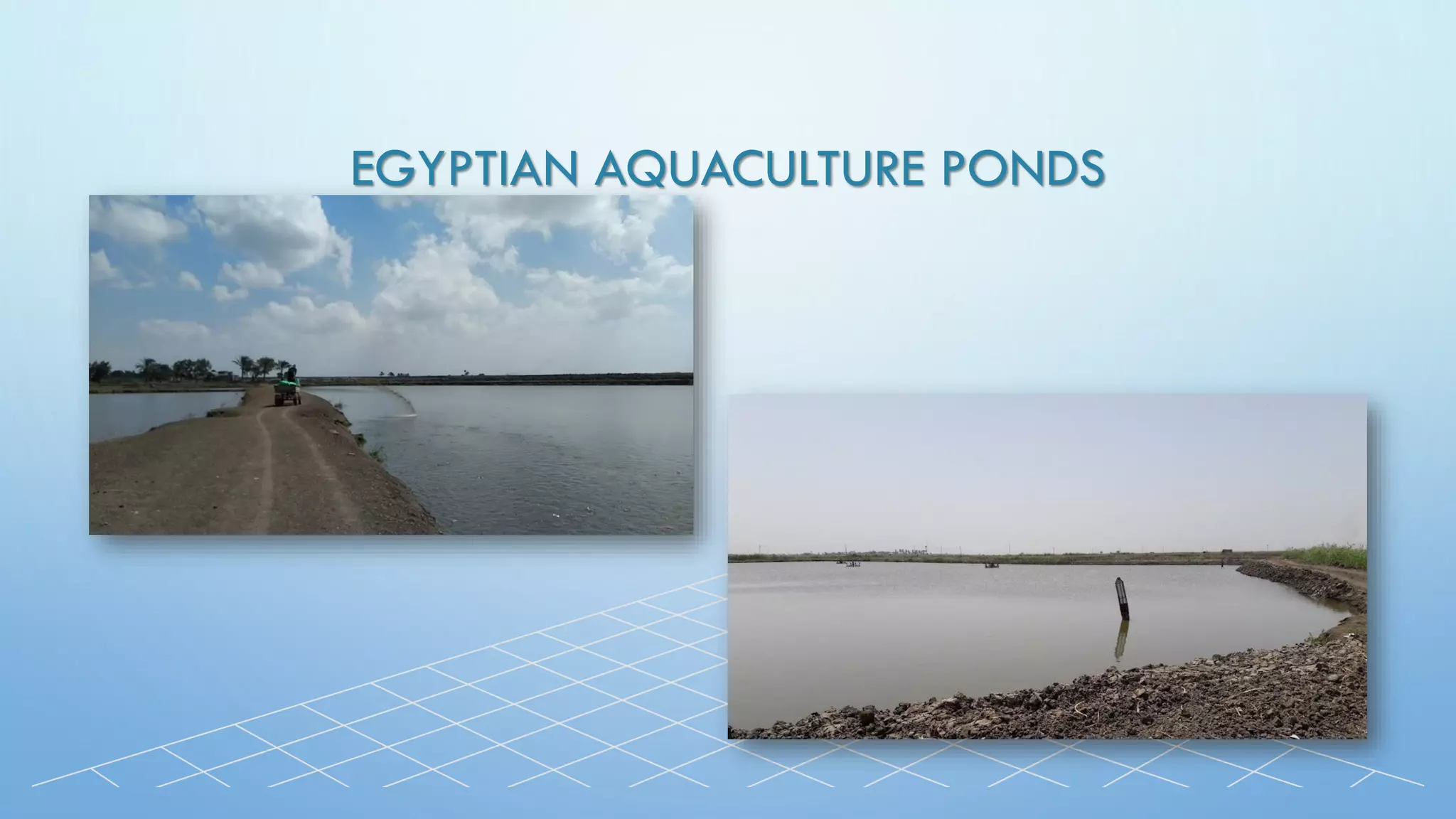EGYPTIAN AQUACULTURE PONDS
 