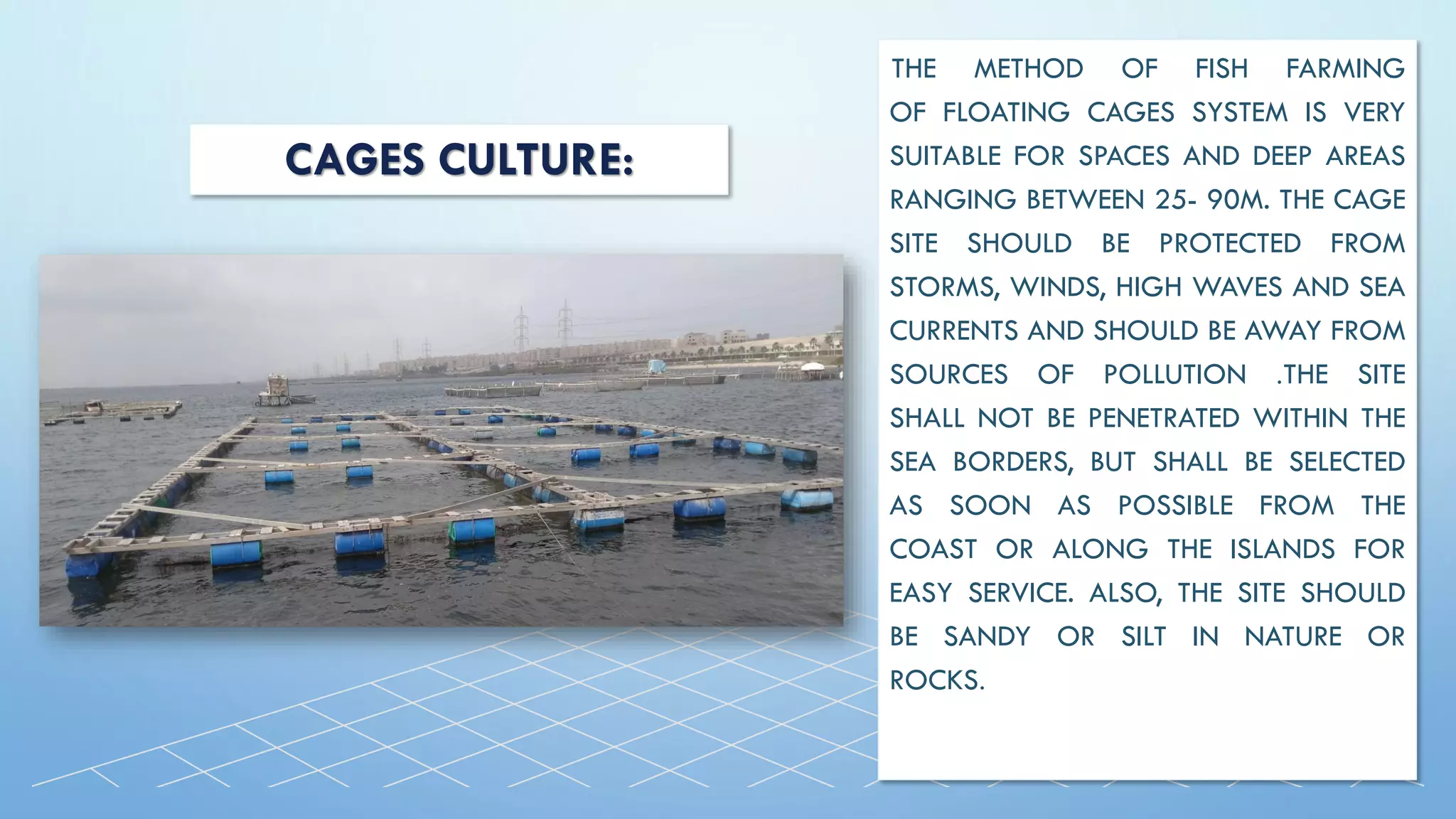 CAGES CULTURE:
THE METHOD OF FISH FARMING
OF FLOATING CAGES SYSTEM IS VERY
SUITABLE FOR SPACES AND DEEP AREAS
RANGING BETWEEN 25- 90M. THE CAGE
SITE SHOULD BE PROTECTED FROM
STORMS, WINDS, HIGH WAVES AND SEA
CURRENTS AND SHOULD BE AWAY FROM
SOURCES OF POLLUTION .THE SITE
SHALL NOT BE PENETRATED WITHIN THE
SEA BORDERS, BUT SHALL BE SELECTED
AS SOON AS POSSIBLE FROM THE
COAST OR ALONG THE ISLANDS FOR
EASY SERVICE. ALSO, THE SITE SHOULD
BE SANDY OR SILT IN NATURE OR
ROCKS.
 
