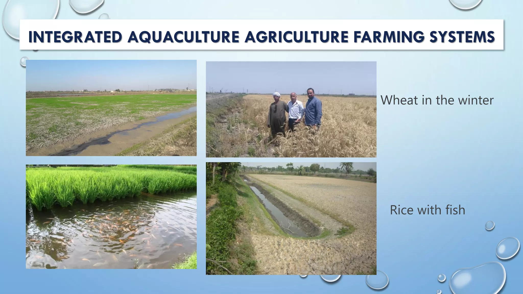 INTEGRATED AQUACULTURE AGRICULTURE FARMING SYSTEMS
Wheat in the winter
Rice with fish
 