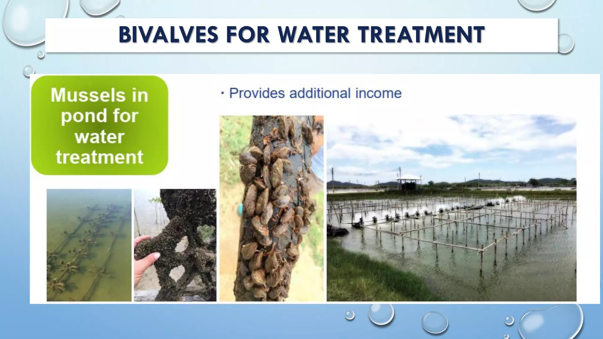 BIVALVES FOR WATER TREATMENT
 