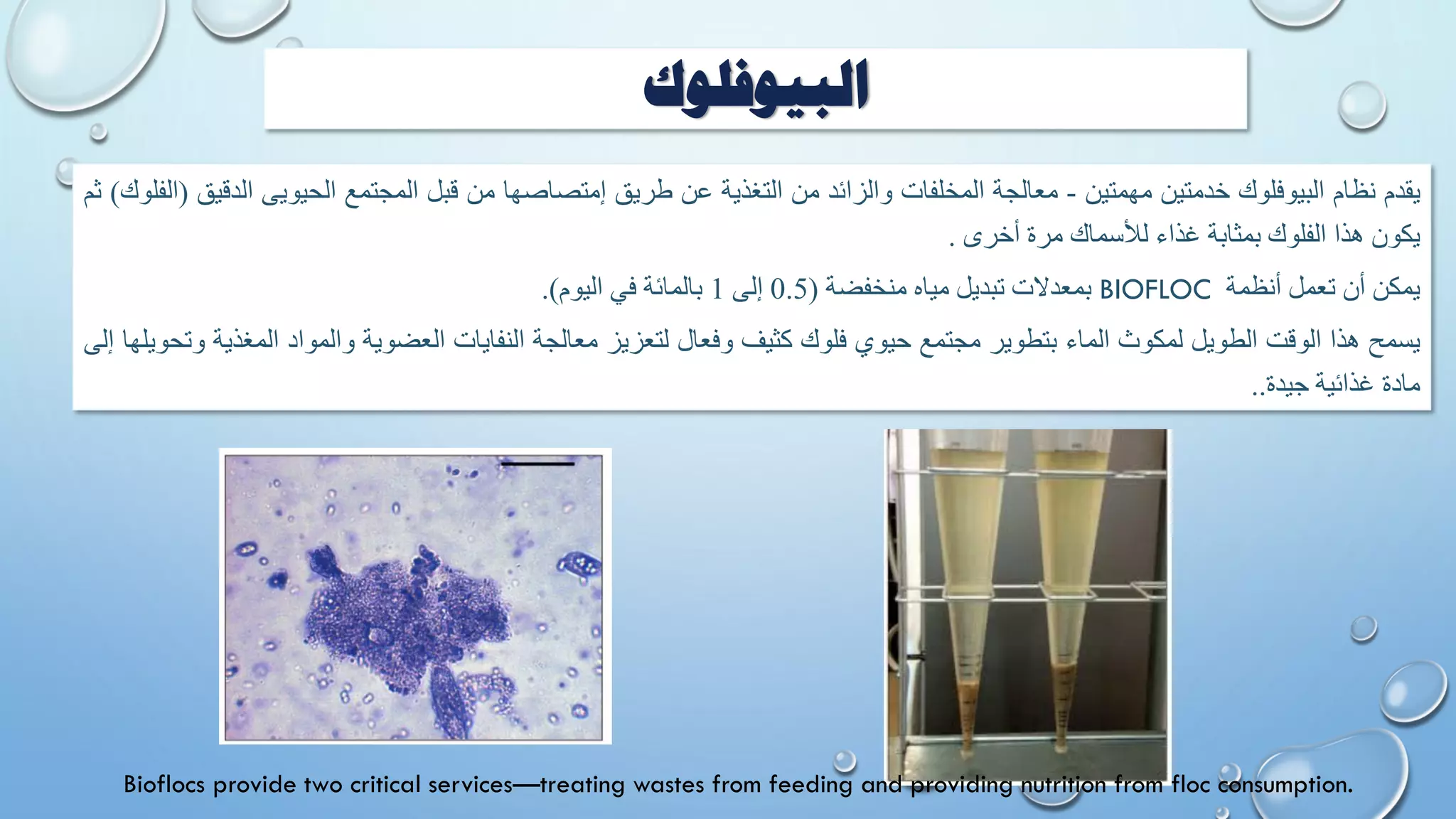 ‫البيوفلوك‬
‫يقدم‬
‫نظام‬
‫البيوفلوك‬
‫خدمتين‬
‫مهمتين‬
-
‫معالجة‬
‫المخلفات‬
‫والزائد‬
‫من‬
‫التغذية‬
‫عن‬
‫طريق‬
‫إمتصاصها‬
‫من‬
‫قبل‬
‫المجتمع‬
‫الحيويى‬
‫ال‬
‫دقيق‬
(
‫الفلوك‬
)
‫ثم‬
‫يكون‬
‫هذا‬
‫الفلوك‬
‫بمثابة‬
‫غذاء‬
‫لألسماك‬
‫مرة‬
‫أخرى‬
.
‫يمكن‬
‫أن‬
‫تعمل‬
‫أنظمة‬
BIOFLOC
‫بمعدالت‬
‫تبديل‬
‫مياه‬
‫منخفضة‬
(
0.5
‫إلى‬
1
‫بالمائة‬
‫في‬
‫اليوم‬
)
.
‫يسمح‬
‫هذا‬
‫الوقت‬
‫الطويل‬
‫لمكوث‬
‫الماء‬
‫بتطوير‬
‫مجتمع‬
‫حيوي‬
‫فلوك‬
‫كثيف‬
‫وفعال‬
‫لتعزيز‬
‫معالجة‬
‫النفايات‬
‫العضوية‬
‫والمواد‬
‫الم‬
‫غذية‬
‫وتحويلها‬
‫إلى‬
‫مادة‬
‫غذائية‬
‫جيدة‬
..
Bioflocs provide two critical services—treating wastes from feeding and providing nutrition from floc consumption.
 