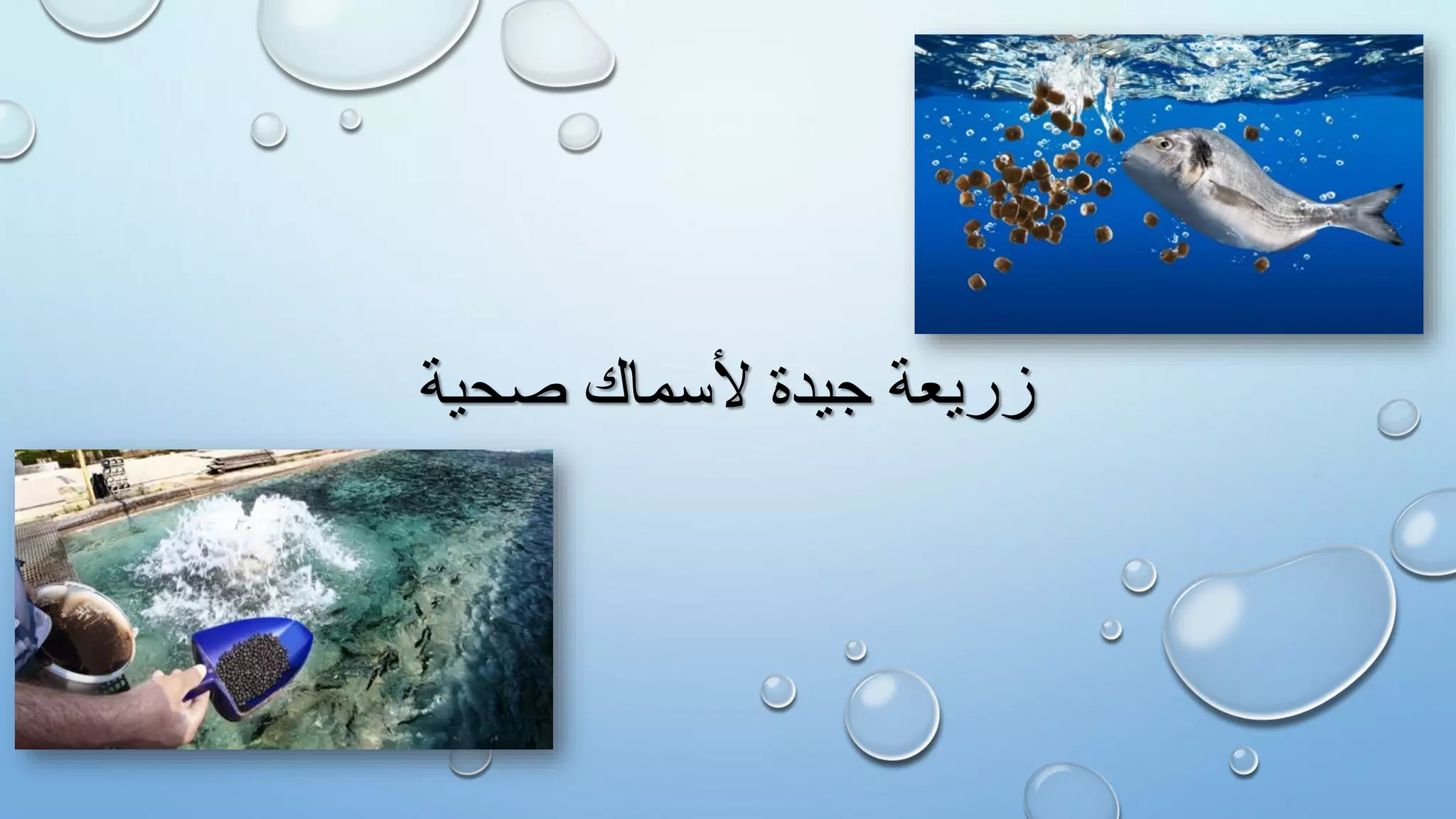 ‫صحية‬ ‫ألسماك‬ ‫جيدة‬ ‫زريعة‬
 