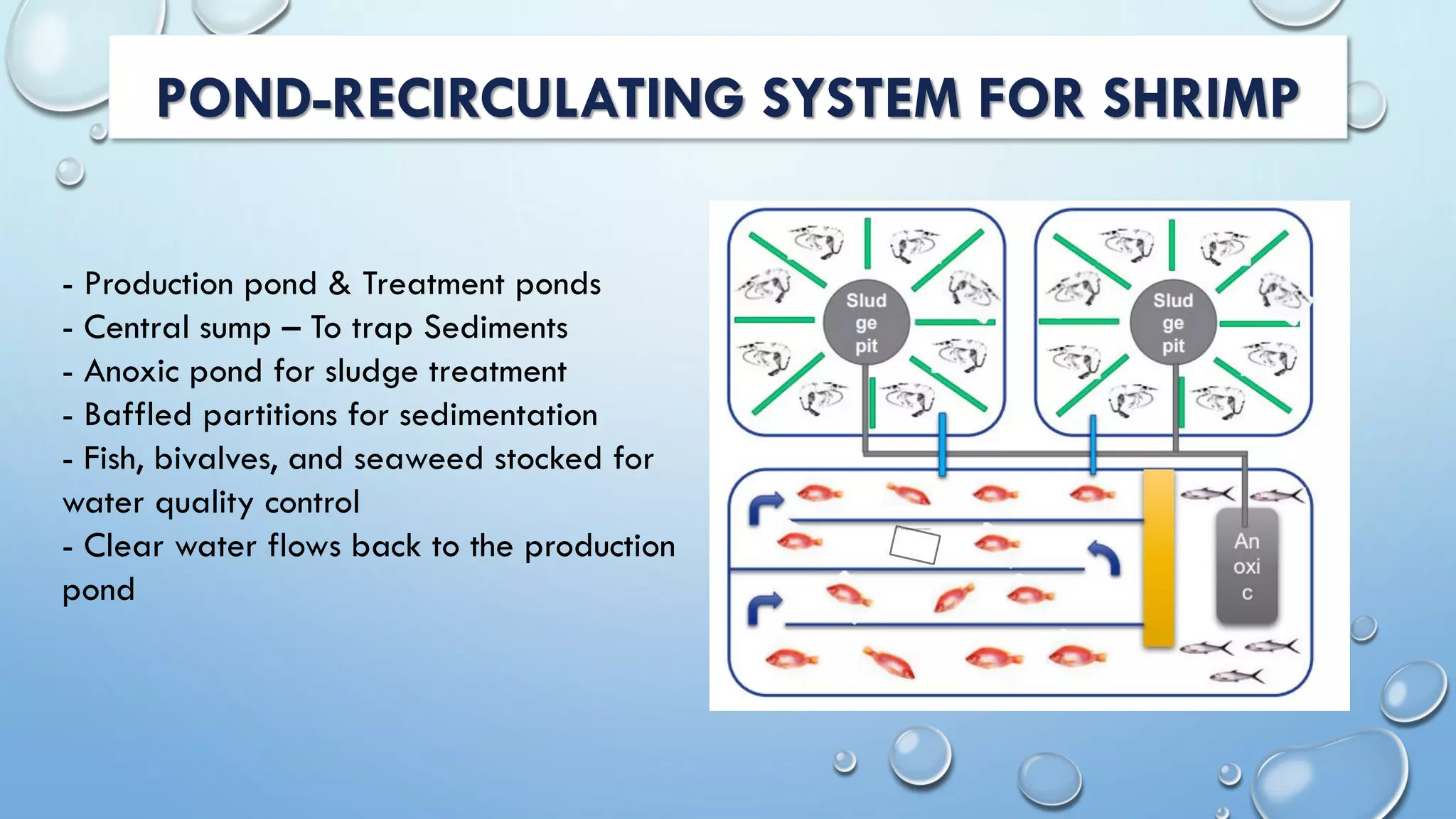 POND-RECIRCULATING SYSTEM FOR SHRIMP
- Production pond & Treatment ponds
- Central sump – To trap Sediments
- Anoxic pond for sludge treatment
- Baffled partitions for sedimentation
- Fish, bivalves, and seaweed stocked for
water quality control
- Clear water flows back to the production
pond
 