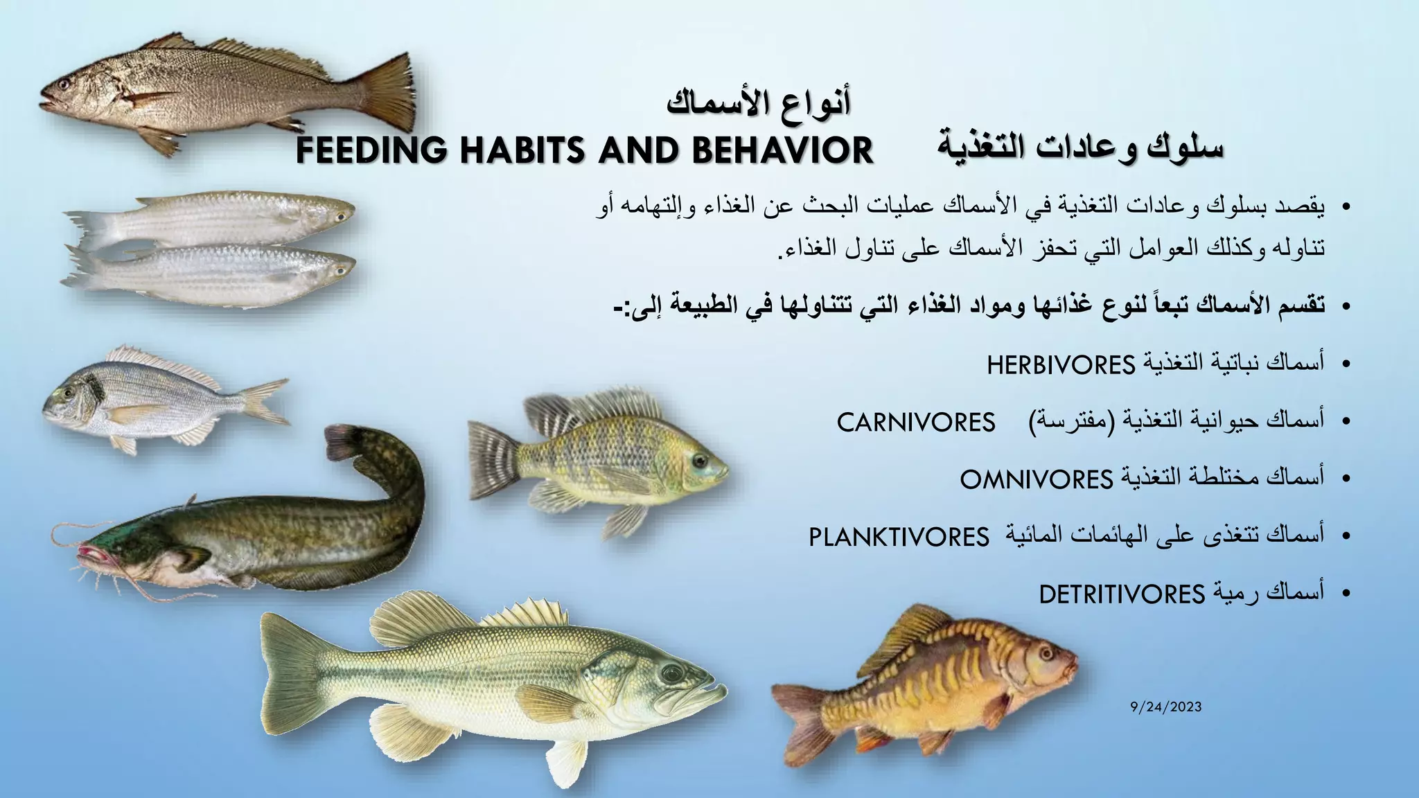 ‫األسماك‬ ‫أنواع‬
‫التغذية‬ ‫وعادات‬ ‫سلوك‬
FEEDING HABITS AND BEHAVIOR
•
‫وإلت‬ ‫الغذاء‬ ‫عن‬ ‫البحث‬ ‫عمليات‬ ‫األسماك‬ ‫في‬ ‫التغذية‬ ‫وعادات‬ ‫بسلوك‬ ‫يقصد‬
‫هامه‬
‫أو‬
‫الغذاء‬ ‫تناول‬ ‫على‬ ‫األسماك‬ ‫تحفز‬ ‫التي‬ ‫العوامل‬ ‫وكذلك‬ ‫تناوله‬
.
•
‫تقسم‬
‫األسماك‬
‫تبعا‬
‫لنوع‬
‫غذائها‬
‫ومواد‬
‫الغذاء‬
‫التي‬
‫تتناولها‬
‫في‬
‫الطبيعة‬
‫إل‬
‫ى‬
:
-
•
‫أسماك‬
‫نباتية‬
‫التغذية‬
HERBIVORES
•
‫أسماك‬
‫حيوانية‬
‫التغذية‬
(
‫مفترسة‬
)
CARNIVORES
•
‫أسماك‬
‫مختلطة‬
‫التغذية‬
OMNIVORES
•
‫أسماك‬
‫تتغذى‬
‫على‬
‫الهائمات‬
‫المائية‬
PLANKTIVORES
•
‫أسماك‬
‫رمية‬
DETRITIVORES
9/24/2023
 
