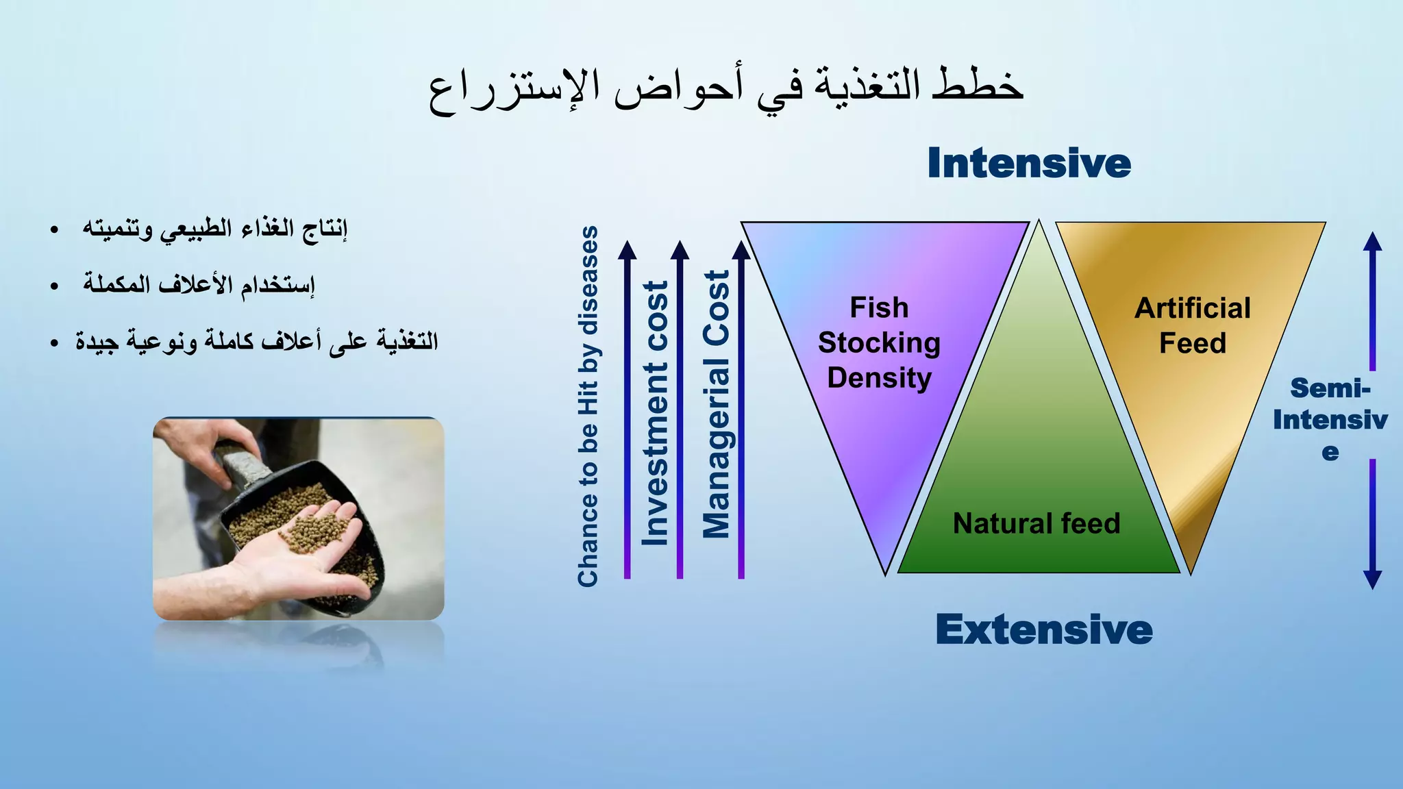 ‫اإلستزراع‬ ‫أحواض‬ ‫في‬ ‫التغذية‬ ‫خطط‬
• ‫وتنميته‬ ‫الطبيعي‬ ‫الغذاء‬ ‫إنتاج‬
• ‫المكملة‬ ‫األعالف‬ ‫إستخدام‬
• ‫جيدة‬ ‫ونوعية‬ ‫كاملة‬ ‫أعالف‬ ‫على‬ ‫التغذية‬
Artificial
Feed
Fish
Stocking
Density
Natural feed
Intensive
Chance
to
be
Hit
by
diseases
Managerial
Cost
Investment
cost
Extensive
Semi-
Intensiv
e
 