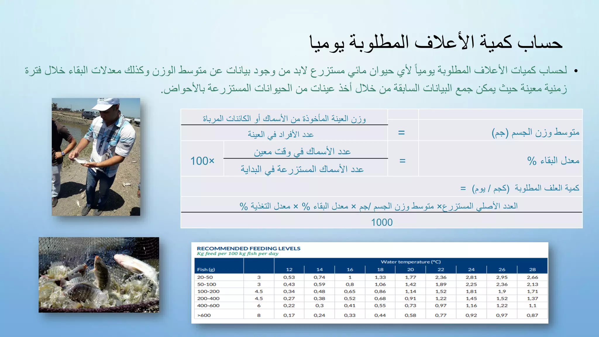 ‫يوميا‬ ‫المطلوبة‬ ‫األعالف‬ ‫كمية‬ ‫حساب‬
•
‫م‬ ‫البد‬ ‫مستزرع‬ ‫مائي‬ ‫حيوان‬ ‫ألي‬ ً‫ا‬‫يومي‬ ‫المطلوبة‬ ‫األعالف‬ ‫كميات‬ ‫لحساب‬
‫خ‬ ‫البقاء‬ ‫معدالت‬ ‫وكذلك‬ ‫الوزن‬ ‫متوسط‬ ‫عن‬ ‫بيانات‬ ‫وجود‬ ‫ن‬
‫فترة‬ ‫الل‬
‫ا‬ ‫من‬ ‫عينات‬ ‫أخذ‬ ‫خالل‬ ‫من‬ ‫السابقة‬ ‫البيانات‬ ‫جمع‬ ‫يمكن‬ ‫حيث‬ ‫معينة‬ ‫زمنية‬
‫باألحواض‬ ‫المستزرعة‬ ‫لحيوانات‬
.
‫المرباة‬ ‫الكائنات‬ ‫أو‬ ‫األسماك‬ ‫من‬ ‫المأخوذة‬ ‫العينة‬ ‫وزن‬
‫الجسم‬ ‫وزن‬ ‫متوسط‬
(
‫جم‬
)
=
‫العينة‬ ‫في‬ ‫األفراد‬ ‫عدد‬
‫البقاء‬ ‫معدل‬
%
=
‫معين‬ ‫وقت‬ ‫في‬ ‫األسماك‬ ‫عدد‬
×
100
‫البداية‬ ‫في‬ ‫المستزرعة‬ ‫األسماك‬ ‫عدد‬
‫المطلوبة‬ ‫العلف‬ ‫كمية‬
(
‫كجم‬
/
‫يوم‬
= )
‫المستزرع‬ ‫األصلي‬ ‫العدد‬
×
‫الجسم‬ ‫وزن‬ ‫متوسط‬
/
‫جم‬
×
‫البقاء‬ ‫معدل‬
%
×
‫التغذية‬ ‫معدل‬
%
1000
 