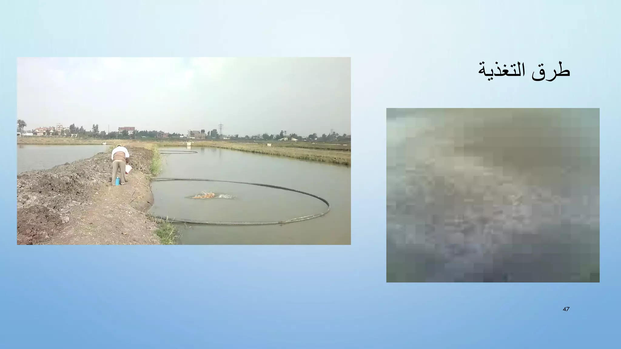 ‫التغذية‬ ‫طرق‬
47
 