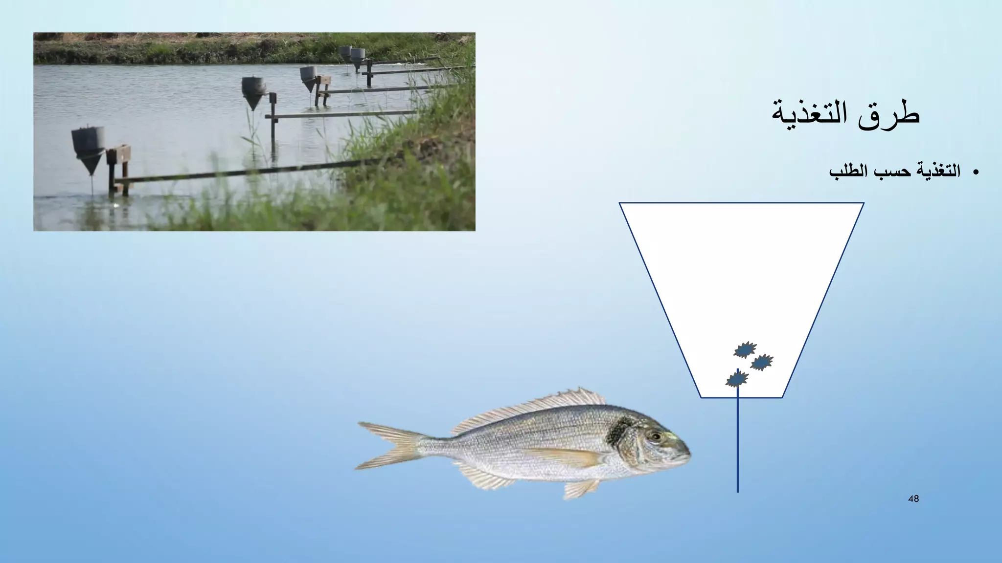 ‫التغذية‬ ‫طرق‬
•
‫الطلب‬ ‫حسب‬ ‫التغذية‬
48
 